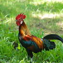 Red Junglefowl Sounds & Calls APK