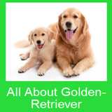 All About Golden-Retriever ícone