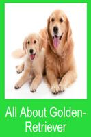 All About Golden-Retriever Affiche