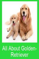 All About Golden-Retriever Poster