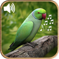 Birds Sounds Ringtones