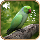 Birds Sounds Ringtones APK