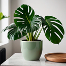 Guía de plantas caseras APK
