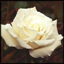 Fondos de Rosas Blancas APK