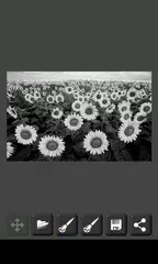 Descargar XAPK de Decolorar Imagen