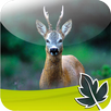 Roebuck Hunt APK