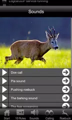 Roebuck Hunt APK download