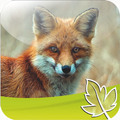 Fuchs Jagd