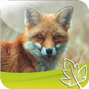 Fuchs Jagd APK