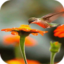 Fondo de Pantalla de Aves en Movimiento APK