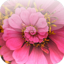 Flores en Movimiento Fondo de pantalla APK