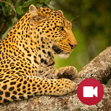 Wild Animals Documentary APK