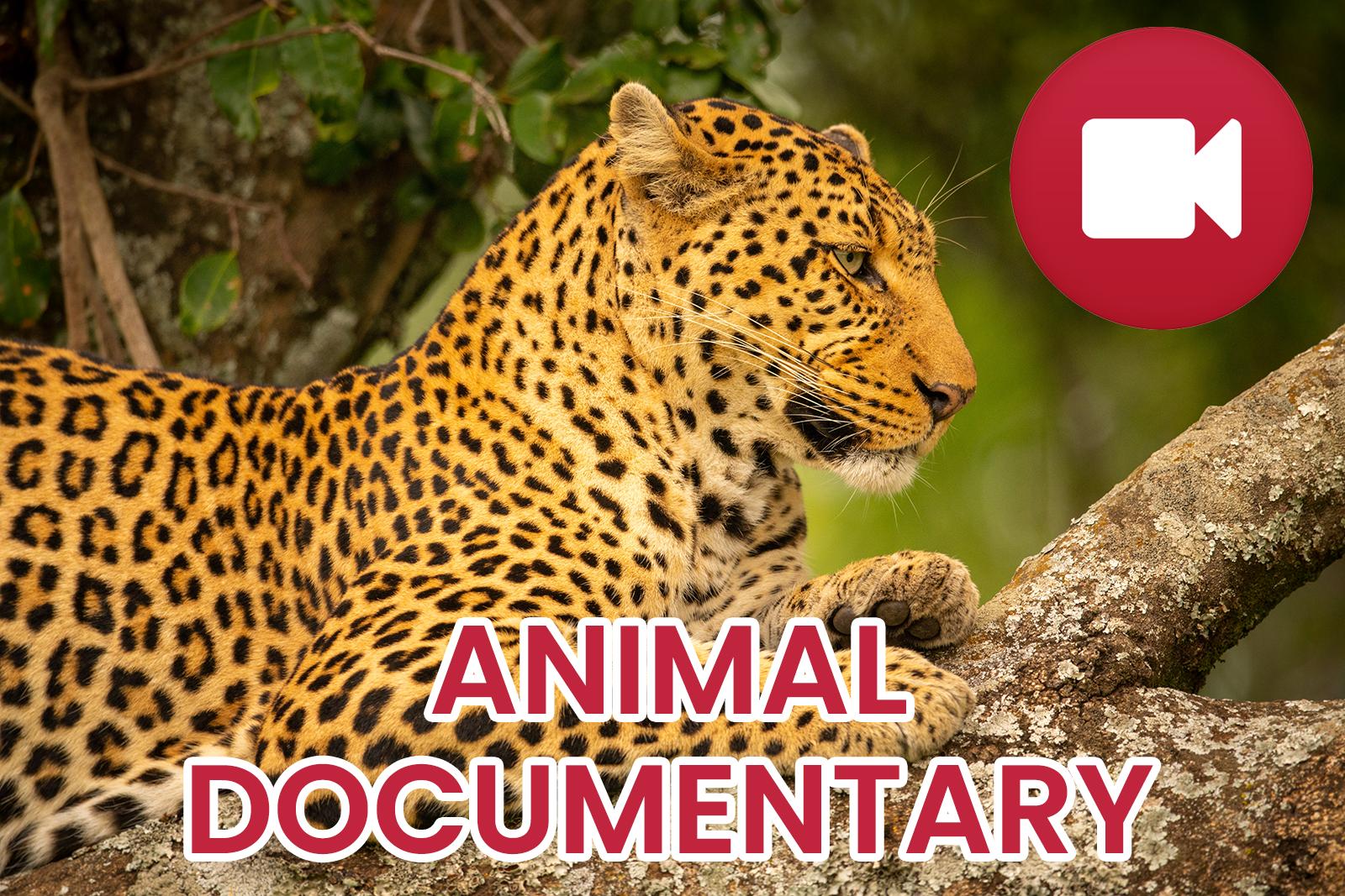 Wild Animals Documentary APK for Android Download