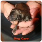 Icona Dog Care