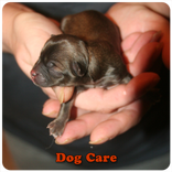 Dog Care