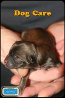 پوستر Dog Care