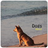 Dogs About