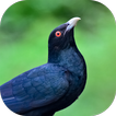 Asian Koel Sounds