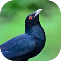 Asian Koel Sounds