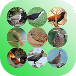 เสียงนกต่อทุกชนิด