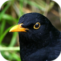 Blackbird Sounds