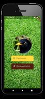 Blackbird Sounds পোস্টার