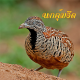 เสียงนกคุ้มอืด icon
