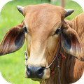 Cow Sounds