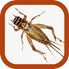 Cricket Sounds icon