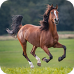 Horse Sounds