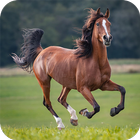 Horse Sounds أيقونة