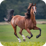 Horse Sounds आइकन