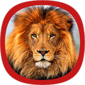 Lion Sounds