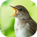 Nightingale Sounds