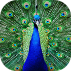 Peacock Sounds biểu tượng