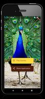 Peacock Sounds bài đăng