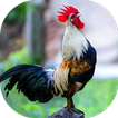 Rooster Sounds