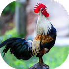 Rooster Sounds আইকন