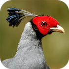 เสียงไก่ฟ้าพญาลอ-icoon
