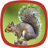 Squirrel sound APK