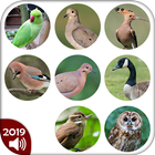 AtoZ Birds Name 2019 图标