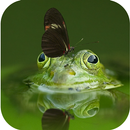 Les sons de grenouille APK