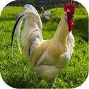 Kurczaki Dźwięki aplikacja