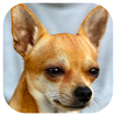 Dog Barking Sounds