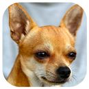 Hund bellt Geräusche APK