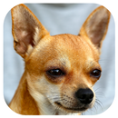 Chien, aboyer, bruits APK