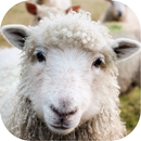 Odgłosy owiec aplikacja