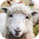 Sheep Sounds APK