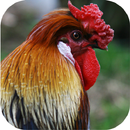Rooster Sounds APK