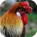 Coq sons APK